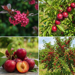 Red Plum Fruit Tree Live Plant, Home Orchard Tree, 3-4 Ft Tall