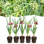 5 Walking Onion Plants, 2 Years Old Egyptian Walking Onion for Planting