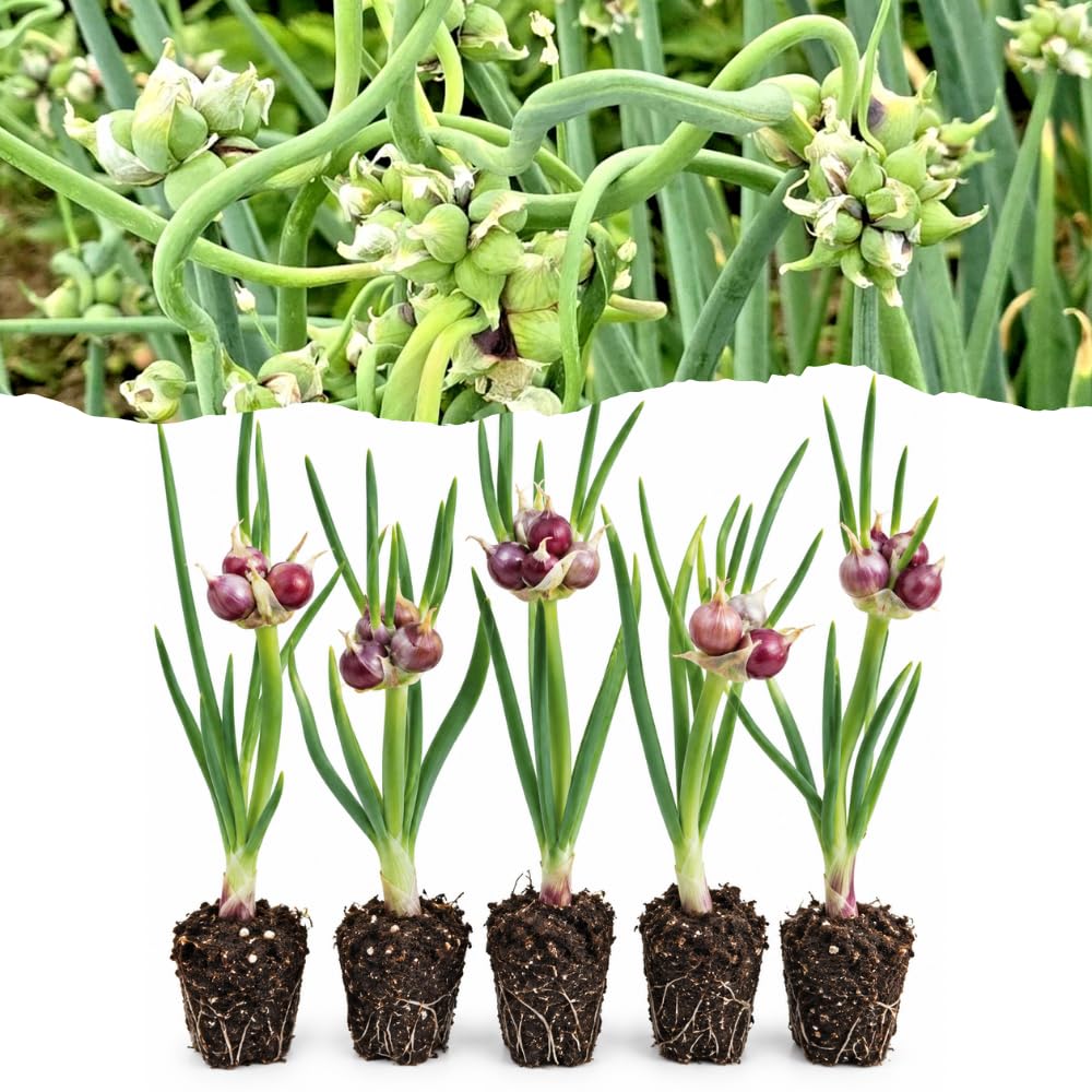 5 Walking Onion Plants, 2 Years Old Egyptian Walking Onion for Planting