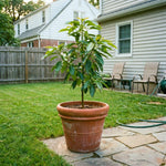 Dwarf Avocado Tree Plant Live, Cold Hardy Avocado Tree, 6-12 Inch Tall