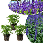 3 Dark Purple Salvia Sage Plants 4–7" Tall, Perennial Live Flowering Garden Plants for Outdoor Growing, Vibrant Salvia Plant Starter