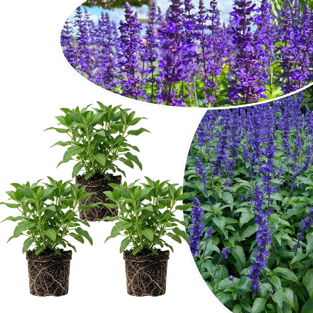3 Dark Purple Salvia Sage Plants 4–7" Tall, Perennial Live Flowering Garden Plants for Outdoor Growing, Vibrant Salvia Plant Starter