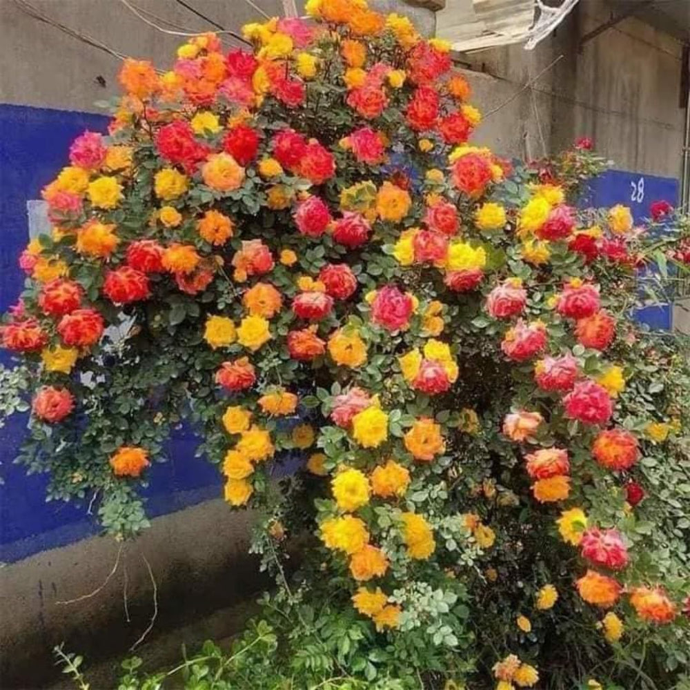 Climbing Roses Live Plants, Rose Bushes Ready to Planting, No Pot, Cut Back, Well Rooted, 6-8 Months Old (Red Orange to Yellow)