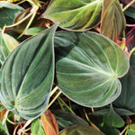 Philodendron Live Plant, Rare Variegated Houseplant 5-8 Inch Tall, Indoor Live Plant for Home or Office Decor, No Pot (Velvet Philodendron)