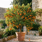 Clementine Mandarin Tree Live Plant, 1-2 Feet Tall in 1 Gallon Pot, Sweet Citrus Fruit Tree for Outdoor Garden, Easy Care Potted Citrus Tree