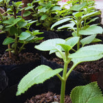 2 Cuban Oregano Plants Live, Mexican Mint Spanish Thyme Rooted, Cuban Oregano Live Plant, Vegetable Plants, 5-7'' Tall