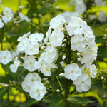 Random Upright Phlox Plant 4–7 Inches, Live Flowering Garden Plants, Hardy Perennial Phlox Flowers for Outdoor Garden