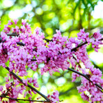 Eastern Redbud Tree in Quart Pot, Hardy Flowering Shade Trees for Outdoor Landscape and Garden, 6-12 Inches, Fast Growing, Low Maintenance
