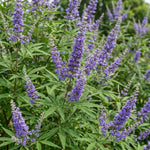 Vitex Chaste Tree for Outdoor Garden