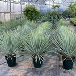 Live Palm Tree Plant in 3 Gallon Pot, No CA, Large Fully Rooted Size, Ready to Plant for Home Décor Indoor Outdoor Landscape, Rare Palm Trees, Silver Yucca Palm
