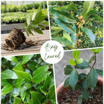Bay Leaf Plant, Bay Leaf Tree Plant, 3-5 Inc Tall, Edible Bay Laurel Plant Live for Indoor Outdoor Growing