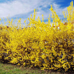 Lynwood Gold Forsythia Bush for Planting 14 to 18 Inch Height, Fragrant Forsythia Flower in Gallon Pot, Yellow Forsythia Plant Live