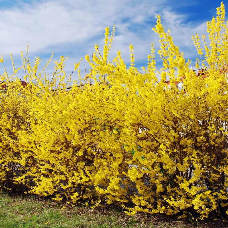 Lynwood Gold Forsythia Bush 6 to 12 Inch Tall, in Pot, Fragrant Forsythia Flower, Yellow Forsythia Plant Live for Planting