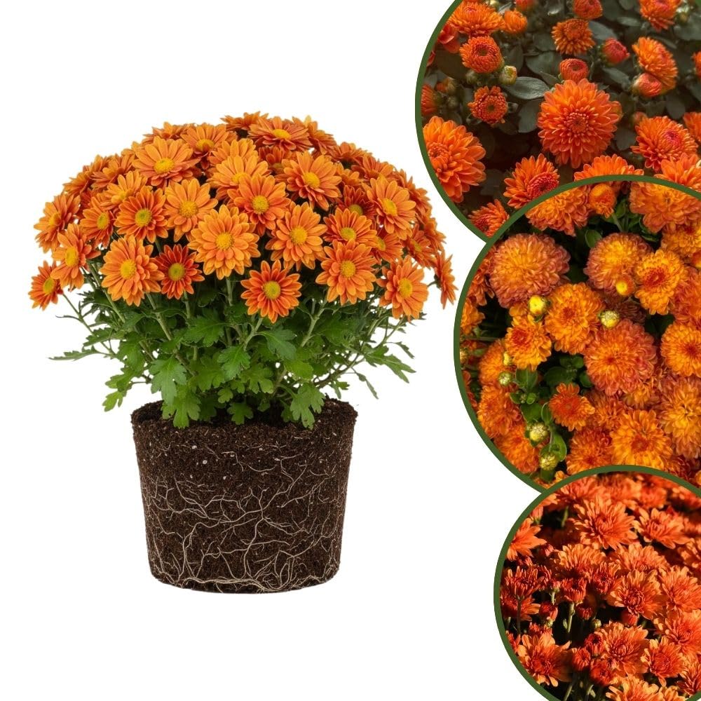 Chrysanthemum Plants Live 4 to 7 Inch Tall, Mums Live Plants, Vibrant Perennial Mum Plant for Planting in Garden (Orange)
