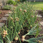 5 Egyptian Walking Onions Plants, Egyptian Onions Plant for Planting