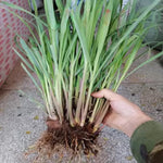 Set 6 of Lemon Grass Live Plant, Lemongrass Plants Stalks, Between 4 and 6 Inc Long