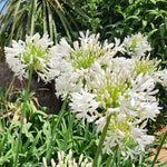 2 Agapanthus Plants Live, 5-9 Inch Tall, Lily of The Nile Perennial Plants for Outdoor Garden and Landscape