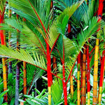 Palm Tree Plant, Live Tropical Palm Tree, Fully Rooted in 3 Gallon Pot, Ready for Outdoor Planting (Red Palm)