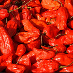 Bhut Jolokia Pepper Plants Live for Planting, Red Pepper Seedlings from 4 to 6 Inches Tall, Starter Plant for Vegetable Garden, 2 Plant Per Pot