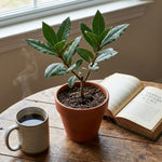 1 Year Old Bay Laurel Sweet Bay Live Plants for Planting, Fragrant Bayleaf Tree, No Pot, Well-Rooted Plant Live, Laurus Nobilis Bay Leaf Trees
