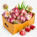 4 XL Size Chesnok Red Garlic Bulbs for Planting Outdoors, Heirloom 0.5 Pound, 4-5 Jumbo Bulbs Garlic for Fall Planting