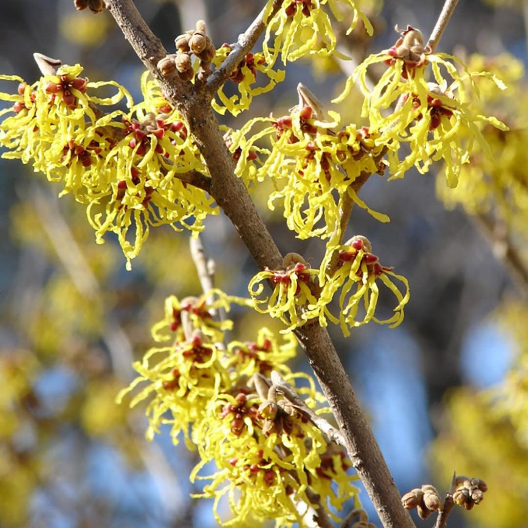 Yellow Witch Hazel Tree Shrub Flowering Bushes Witch Hazel Plants Tree in Quart Pot, 6 to 12 Inc Tall Live Plants, Witch Hazel Plants