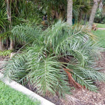 Palm Tree Live Plant, Fully Rooted in 3 Gallon Pot, Rare Tropical Plant Live for Indoor or Outdoor Growing, Seashore