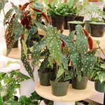 Live Begonia Plant, Indoor Flowering Houseplant, 4-8 Inches Tall, for Indoor or Outdoor Gardens (White Polka Dot Foliage)