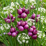 Set 10 Walking Onion Bulbs, Walking Onion Topset Bulb for Planting