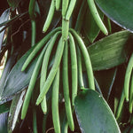 Green Vanilla Orchid Bean Plant - Live Vanilla Orchids for Indoor Outdoor Growing - 3 to 7 Inc Tall, No Pot