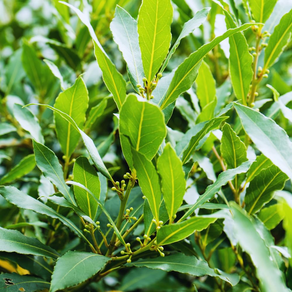 Live Bay Leaf Tree Plants, 2 Laurus Nobilis Sweet Bay Plants, 5-7 Inch, Home Garden