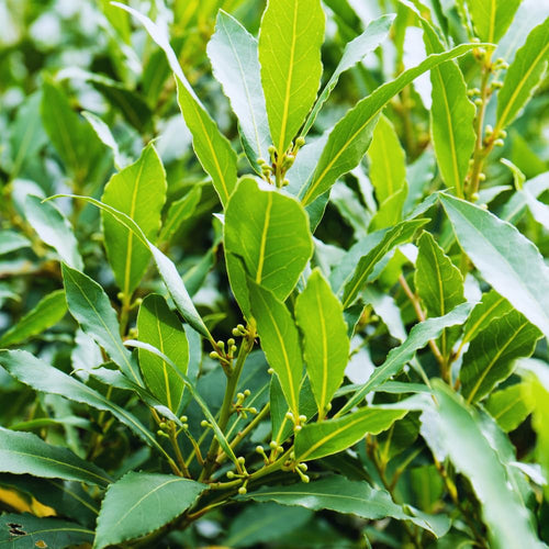 Live Bay Leaf Tree Plants, 2 Laurus Nobilis Sweet Bay Plants, 5-7 Inch, Home Garden