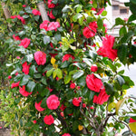 Camellia Plant Live, Camellia Japonica Tree Live Plant, 4 Inc Potted Bush Plant, Fragrant Flower Plants (Red)