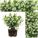 Confederate Star Jasmine Live Plant – Climbing White Flower Vine, Fragrant Indoor & Outdoor 4-6” Tall Decorative Plant