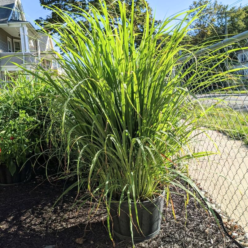 1 Big Lemon Grass Plants for Outside, Lemongrass Plants Live, No Pot, Well Rooted, Trim Back, Fresh Fragrant Lemon Grass Stalks Plants for Outside Live