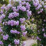 Roses Live Plant, Climbing Rose Plant Live from 5'' Tall, Bush Shrub Plants, Fragrant Flower Garden (Lavender)