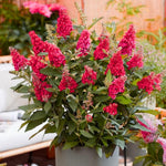 Pack 2 Butterfly Bushes Live Plant, Fragrant Buddleia Bush Shrub, 4 to 9 Inch Tall (Red Blooms)