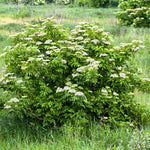 Elderberry Bush Plants Live, Black Elderberry Plant for Outdoor Garden, 5 to 9 Inch Tall Perennial Fruit Plant, No Pot, Cold Hardy, Dormant in Winter