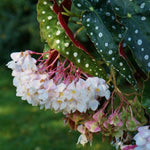 Begonia Plant Live, Colorful Begonia Plants 4-8 Inches, Decorative Houseplant for Indoor Outdoor Gardens and Containers (White Polka Dot Foliage)