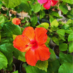 Orange Hibiscus Plant for Outdoor Planting, Hardy Hibiscus Flowers Colorful Blooms, Hibiscus Plant for Grow, 5-7'' Tall