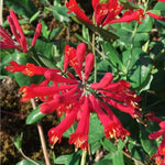 Red Honeysuckle Plant Live, 5-9" Tall, Fragrant Honeysuckle Vine Live Plant, Vibrant Flowers
