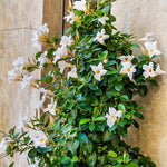 2 White Mandevilla Plants Live, Mandevilla Flower Plant, Mandevilla Live Plants, 5 Inc to 6 Inc Tall, Mandevilla Well Rooted for Garden