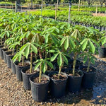 Yuca Plant Live in 4" Potted, Cassava Yuca Trees Sweet Manihot Thick Trunk Seeds Sticks for Outdoor Planting, No CA