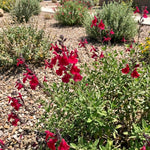 3 Red Salvia Sage Plants 4–7" Tall, Perennial Live Flowering Garden Plants for Outdoor Growing, Vibrant Salvia Plant Starter