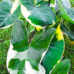 Green White Colocasia Elephant Ear Plants Live 4–7 Inches Tall, Taro Alocasia Tropical Foliage Plants for Outdoor Garden Home Decor
