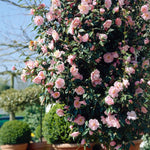 Pink Camellia Live Plant, 10-12 Inch Tall Camellia Japonica in 4" Pot, Flowering Shrub for Indoor or Outdoor Planting