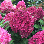Set 2 Hydrangea Live Plants, White and Pink Hydrangea Bushes Shrubs Trees Live Plants in 2.5" Pot, 5-10" Live Hydrangea Well Rooted for Planting