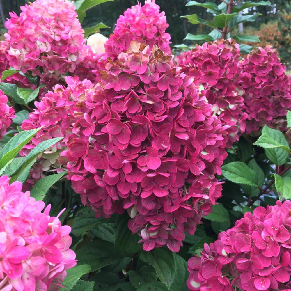 Set 2 Hydrangea Live Plants, White and Pink Hydrangea Bushes Shrubs Trees Live Plants in 2.5" Pot, 5-10" Live Hydrangea Well Rooted for Planting