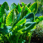 Colocasia Elephant Ears Live Plant, Alocasia Plant, Esculenta Taro Live Houseplant, 5-7 Inc Tall (Jacks Giant)