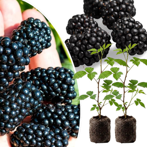 2 Navaho BlackBerry Plants Live, Perennial Berry Bush, 4-8 Inch Tall